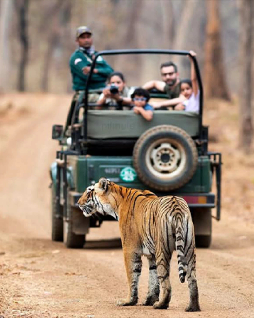 Tiger, Tempel & Taj Mahal