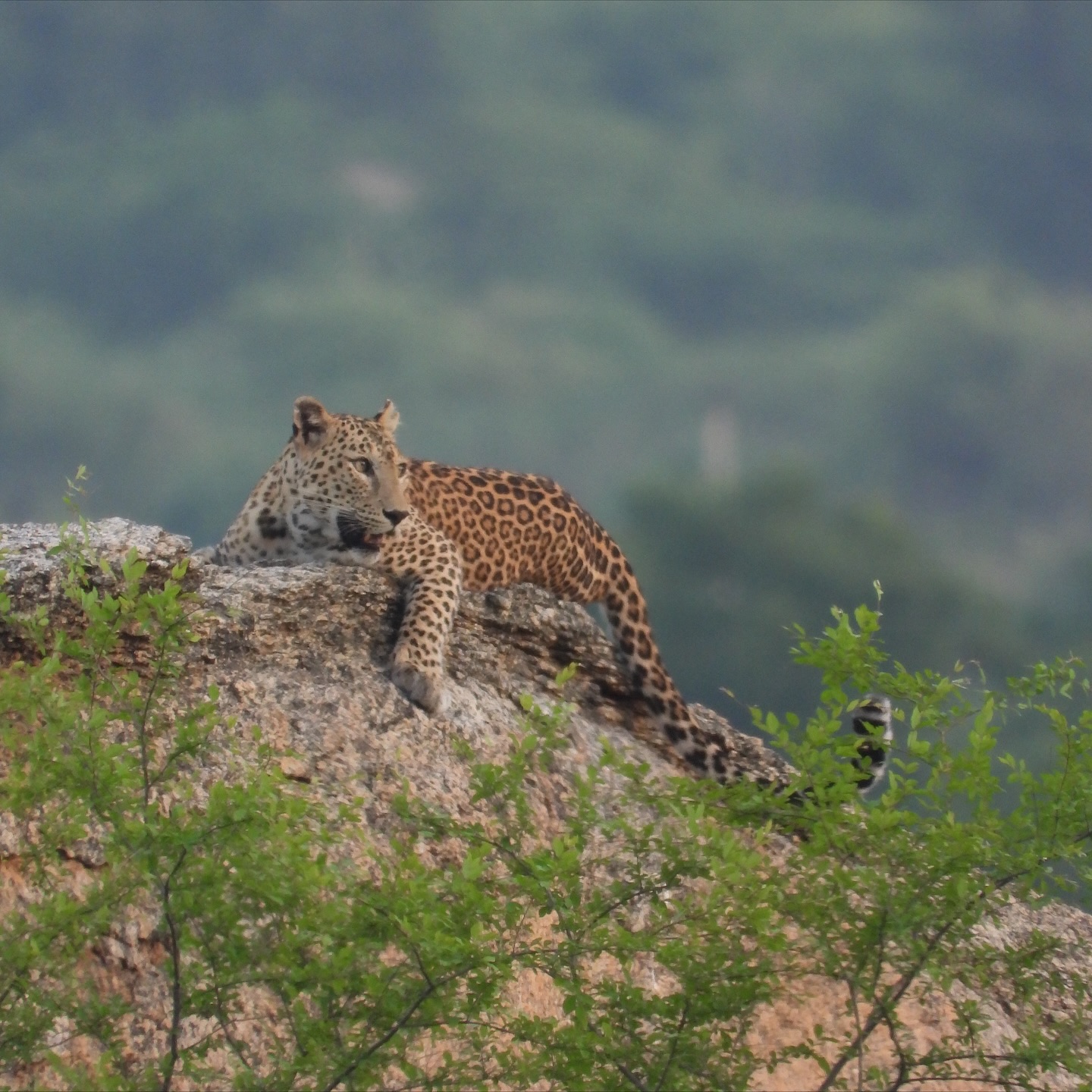 Jawai Camp – Im Land der Leoparden 4