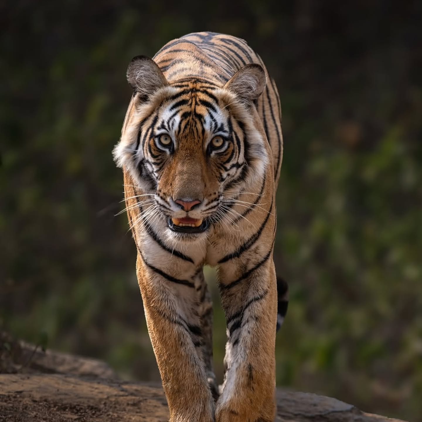 Rundreise Ranthambore Nationalpark 2