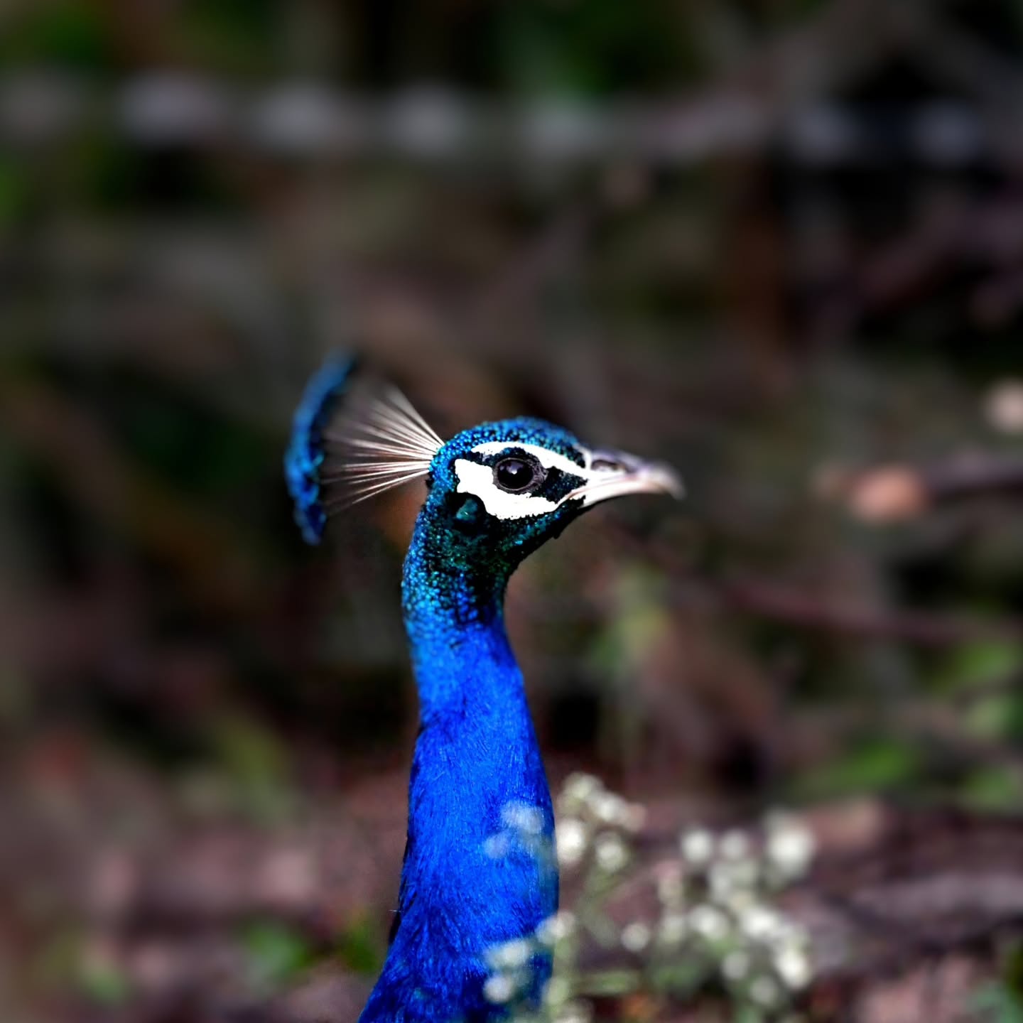 Rundreise Ranthambore Nationalpark 5
