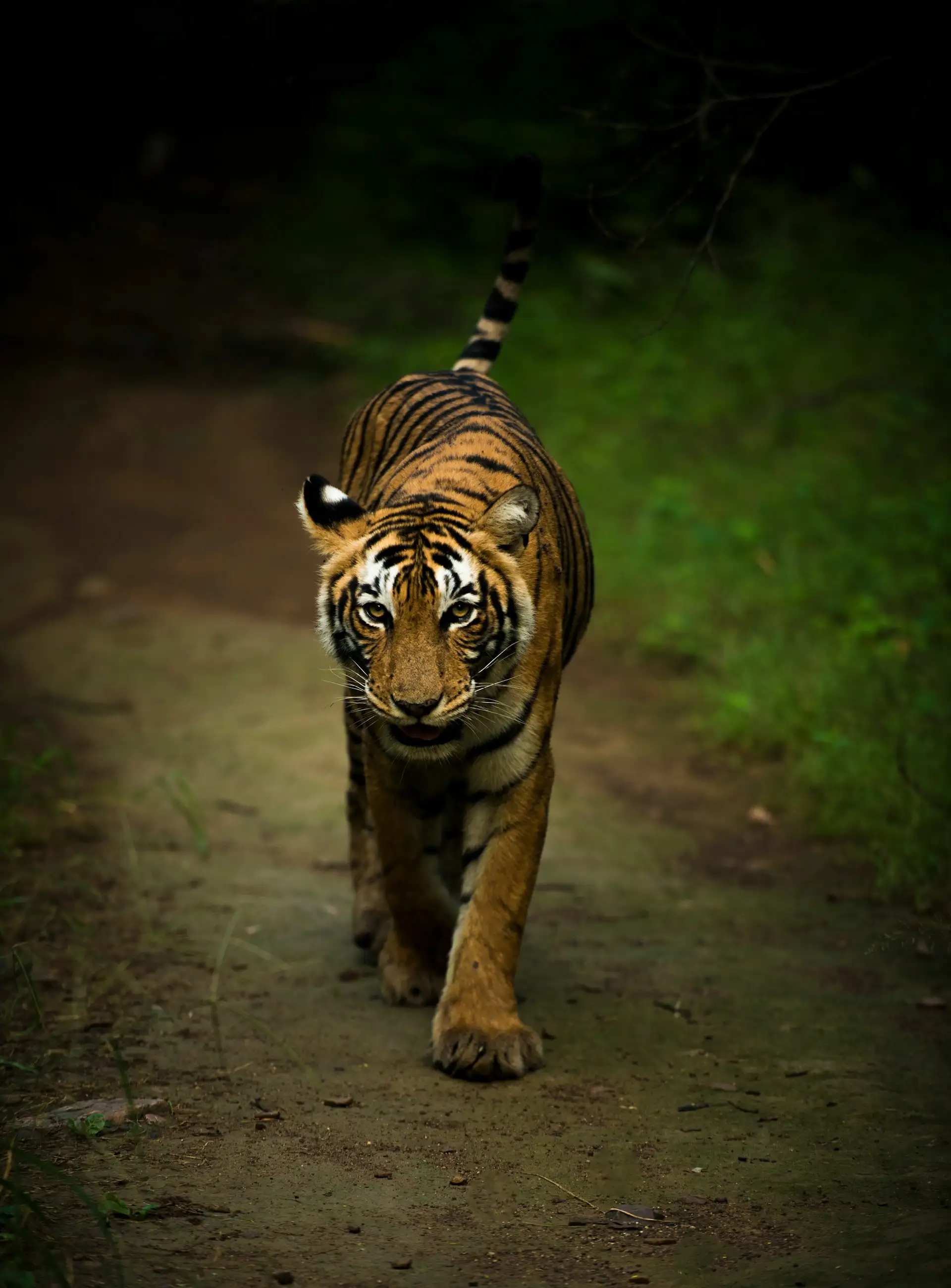 Rundreise Ranthambore Nationalpark